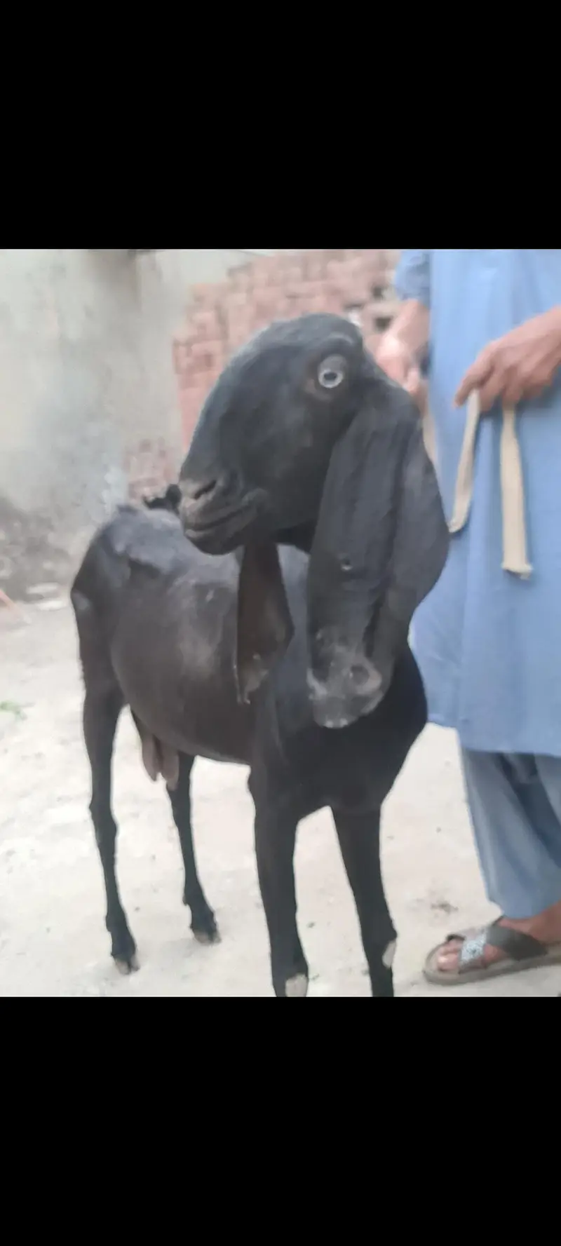 Nagri nasal ke  Masallah behtreen qulity  nasli bakri for sale — photo 8