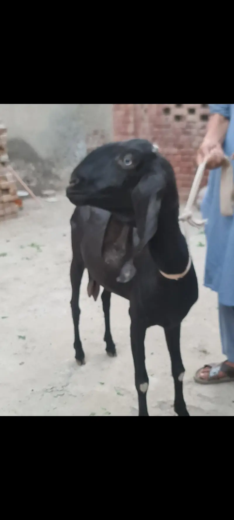 Nagri nasal ke  Masallah behtreen qulity  nasli bakri for sale — photo 9