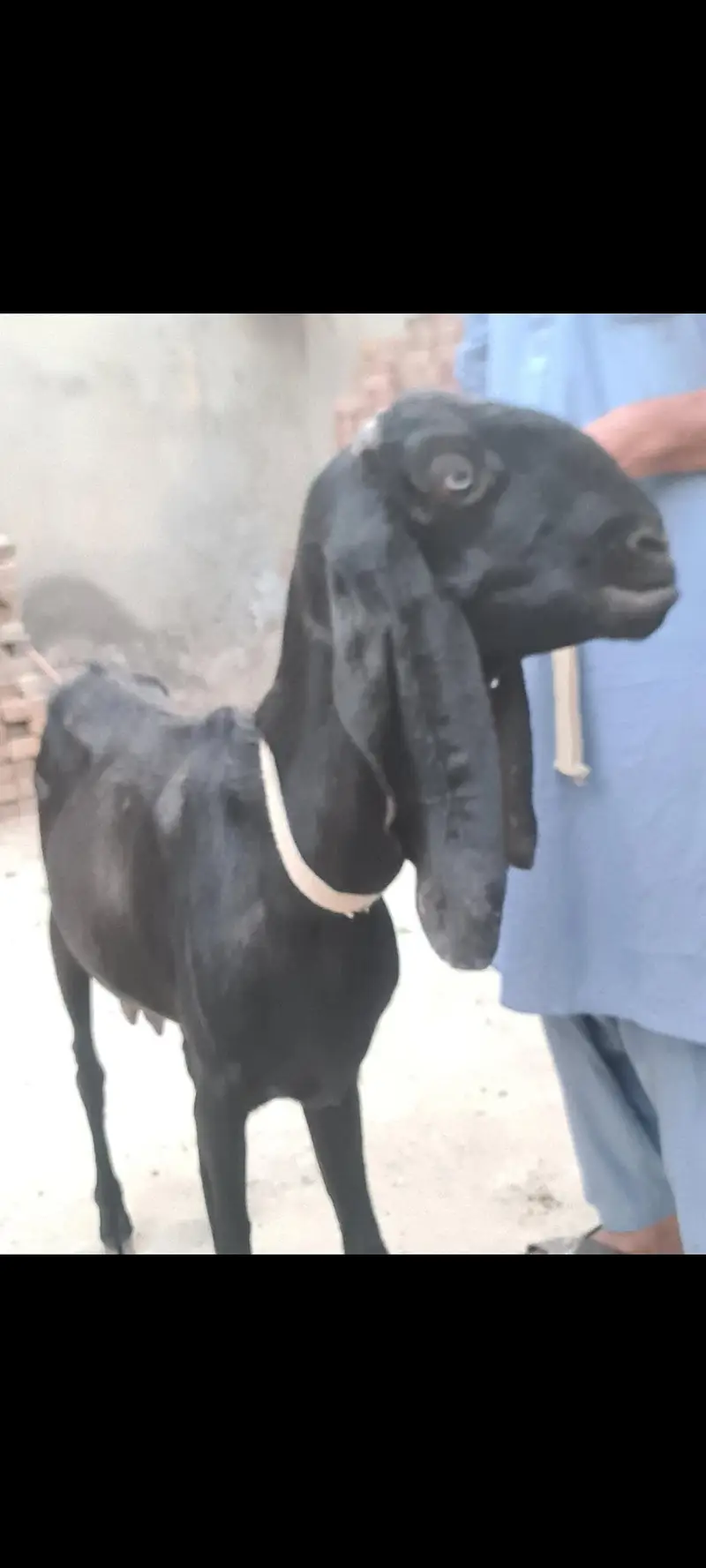 Nagri nasal ke  Masallah behtreen qulity  nasli bakri for sale — photo 10