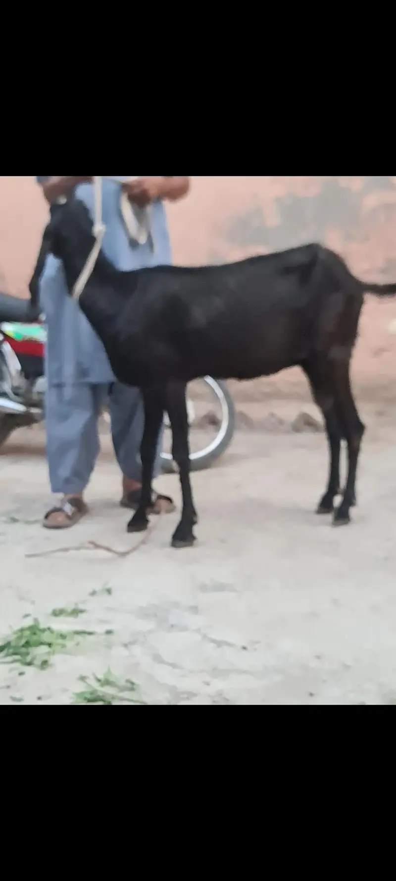 Nagri nasal ke  Masallah behtreen qulity  nasli bakri for sale — photo 11