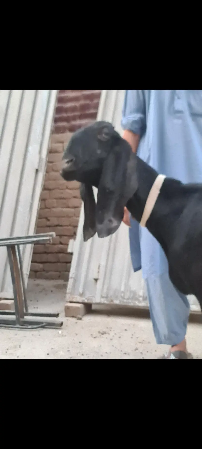 Nagri nasal ke  Masallah behtreen qulity  nasli bakri for sale — photo 12