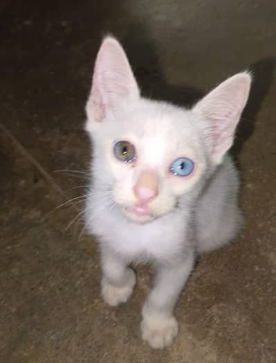 Persian white odd eye cat for sale