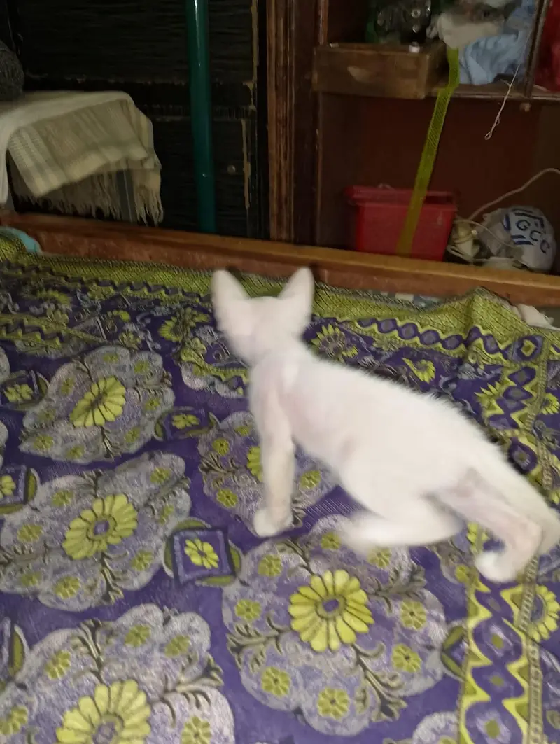 Persian white odd eye cat for sale — photo 2