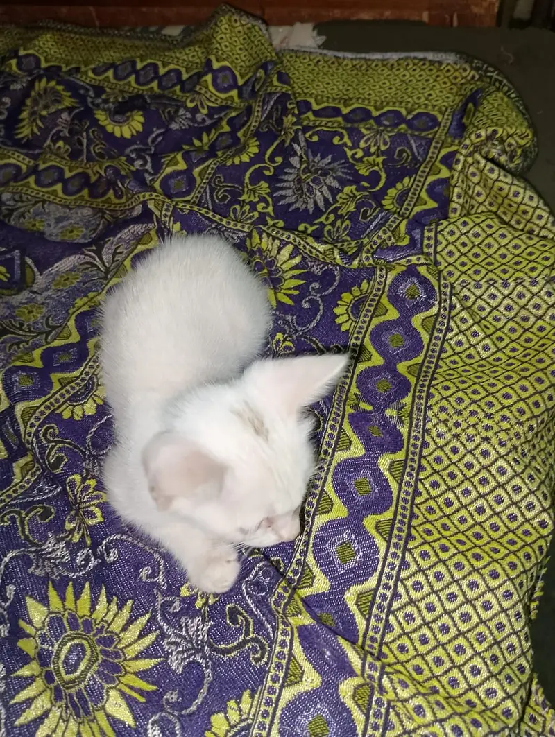 Persian white odd eye cat for sale — photo 3