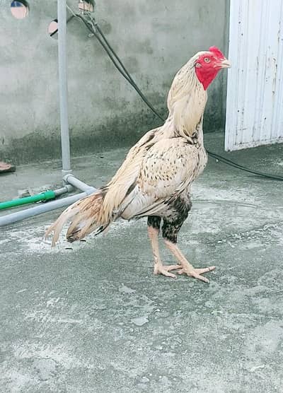 Rampuri shajra double body 3killo mora wazan cargo posible 03375190943