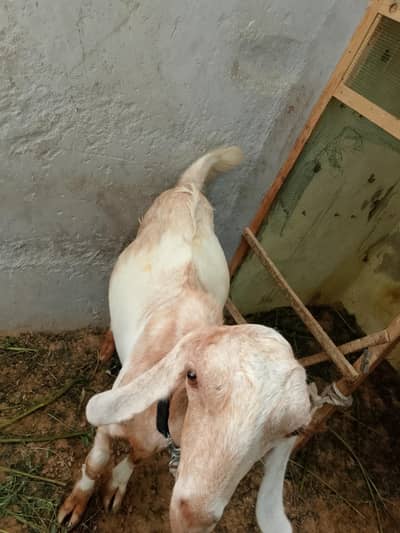 Bakra