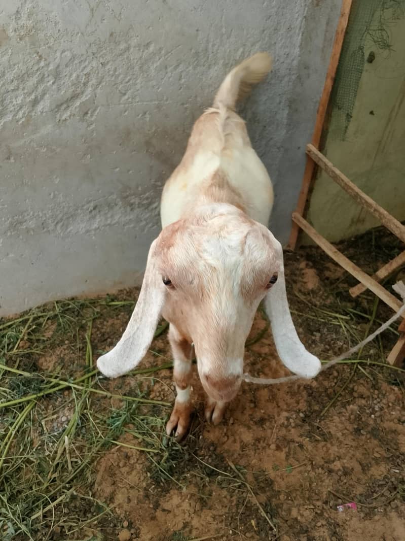 Bakra 1