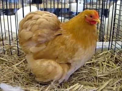 golden bantam