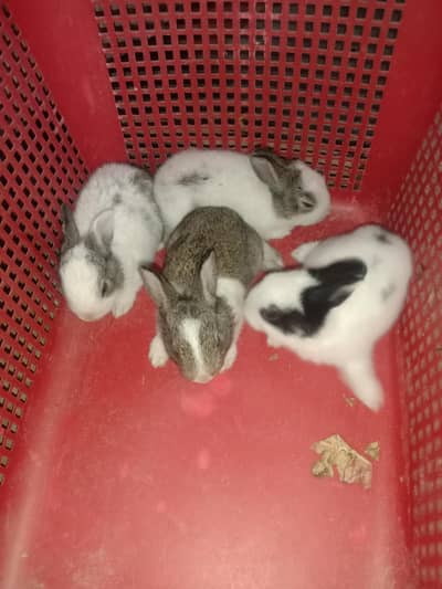 rabbit baby for sale 03224186572