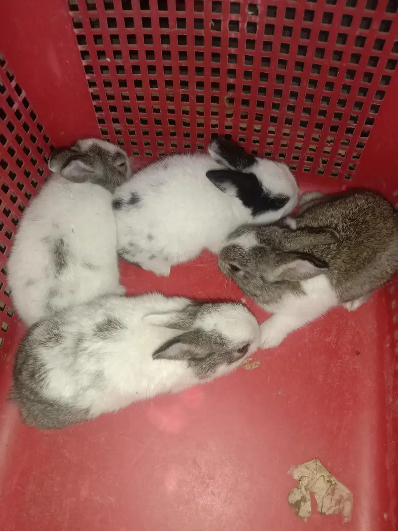 rabbit baby for sale 03224186572 — photo 2