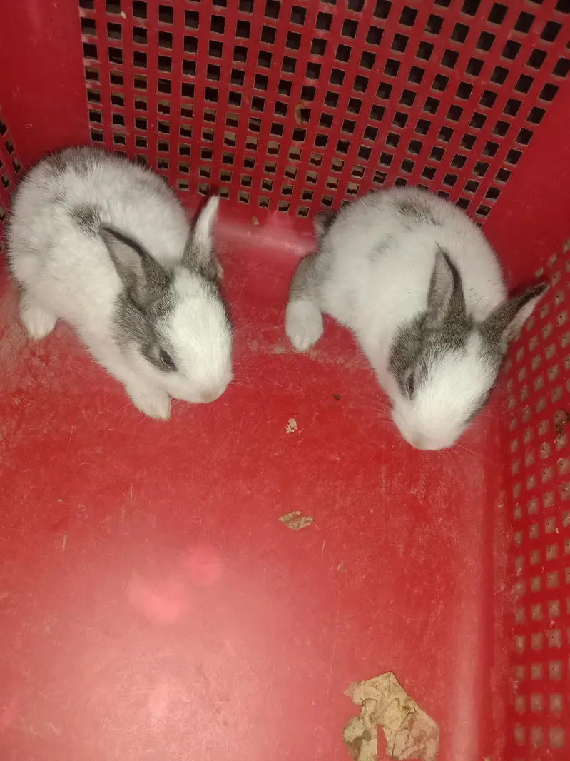 rabbit baby for sale 03224186572 — photo 3