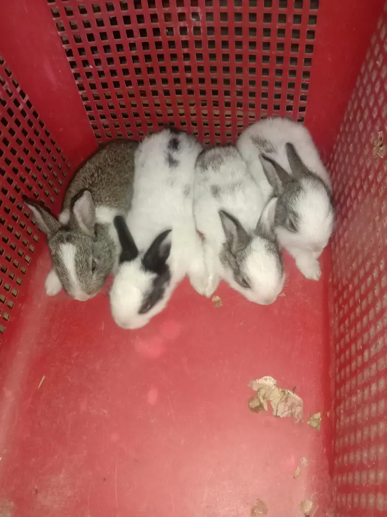 rabbit baby for sale 03224186572 — photo 4