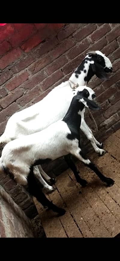 dasi bakri with female path