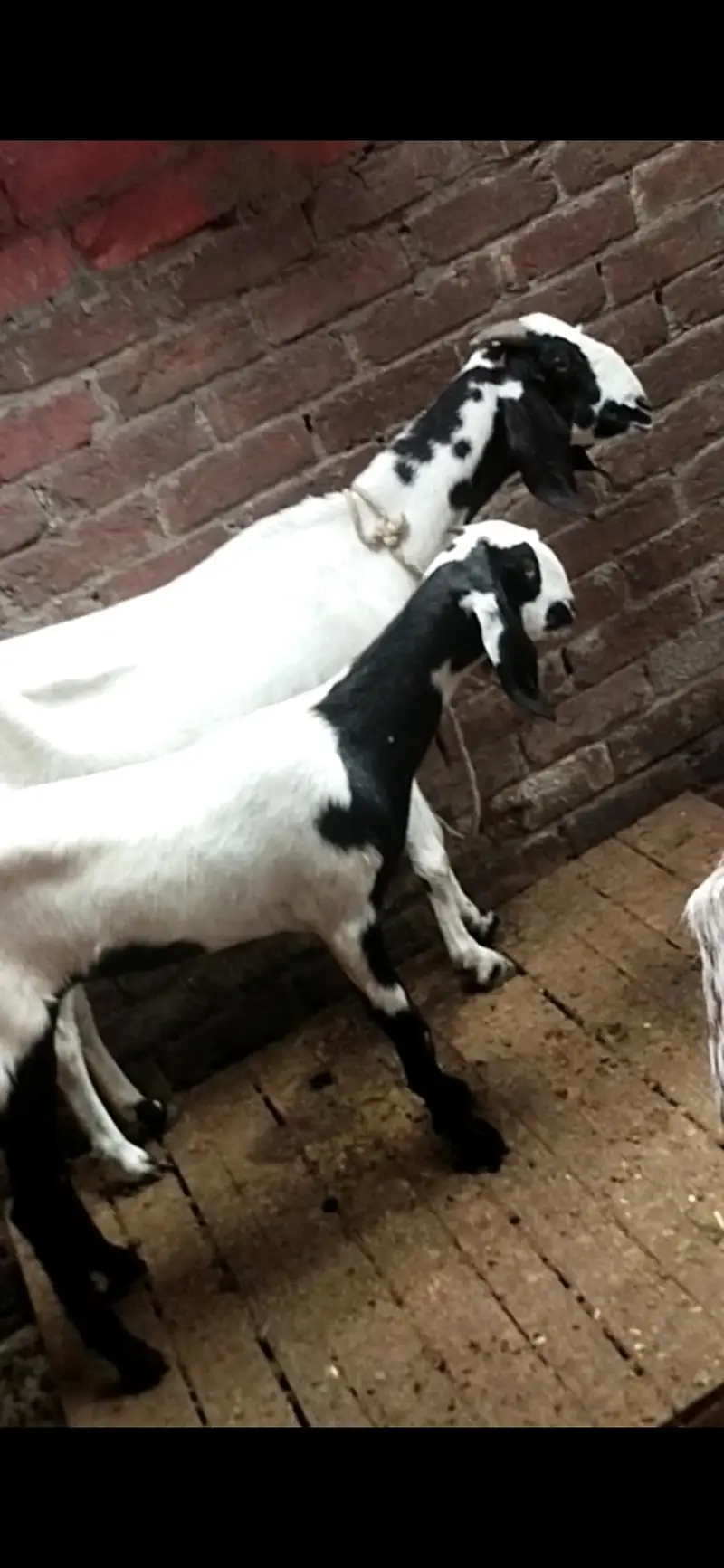 dasi bakri with female path — photo 2
