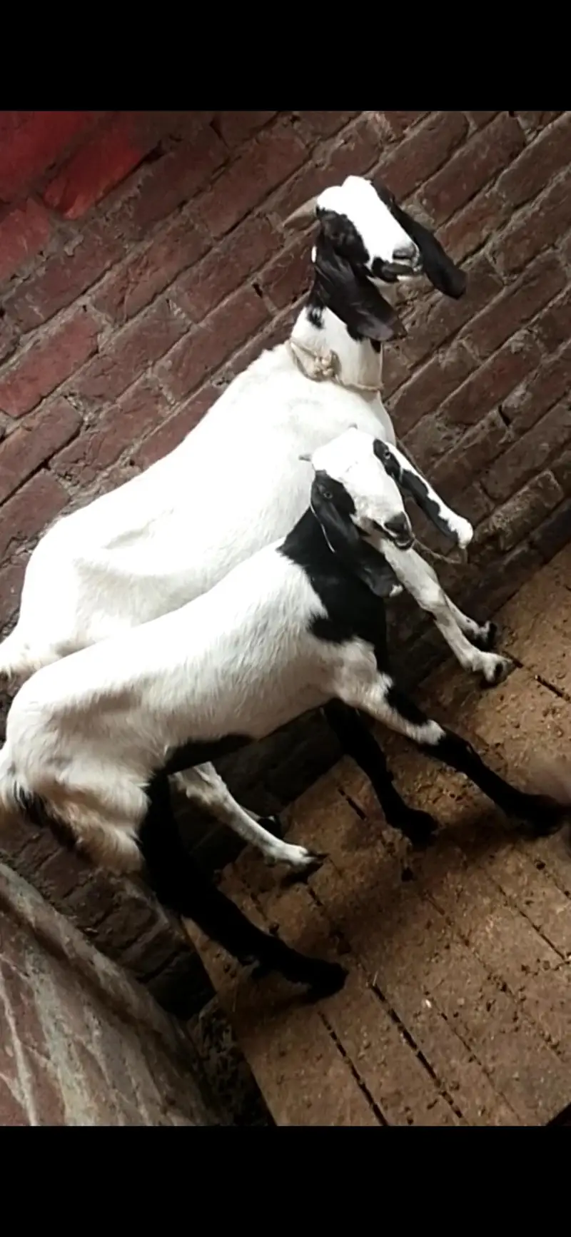 dasi bakri with female path — photo 3