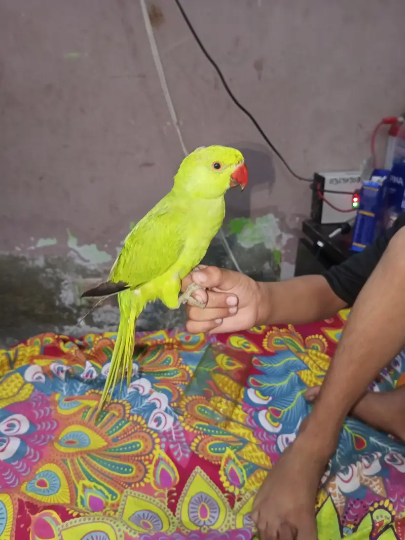 Mel baccha hai 4 Man ka bolna Sikh raha hai — photo 2
