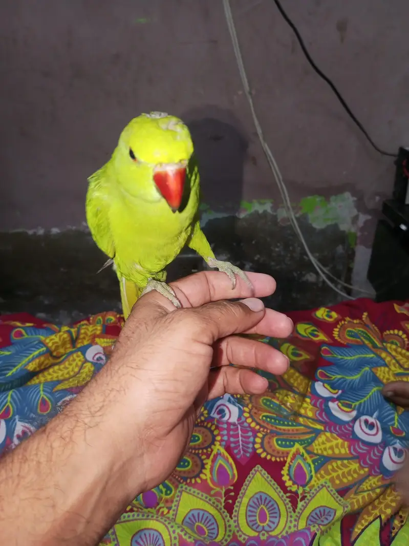 Mel baccha hai 4 Man ka bolna Sikh raha hai — photo 3
