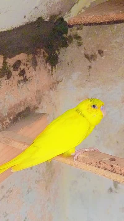 budgie male