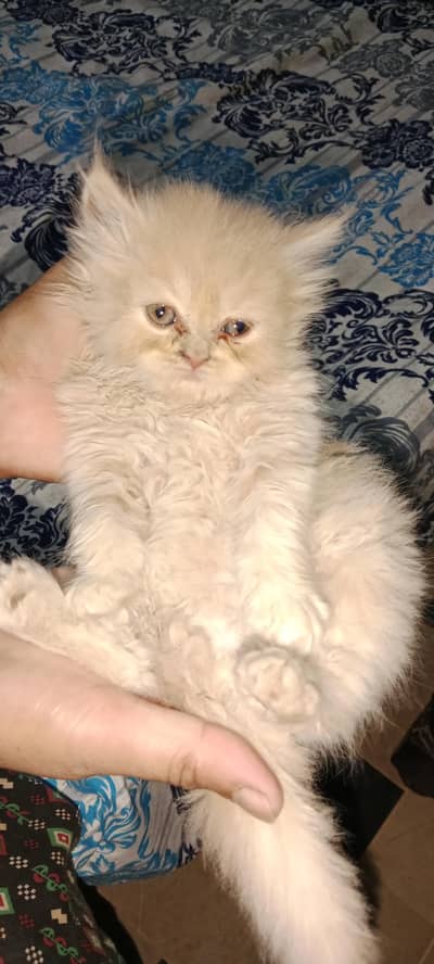 PURE PARSIAN PUNCH FACE 3 KITTEN AVAILABLE