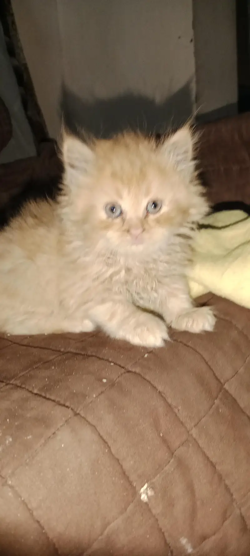 PURE PARSIAN PUNCH FACE 3 KITTEN AVAILABLE — photo 2