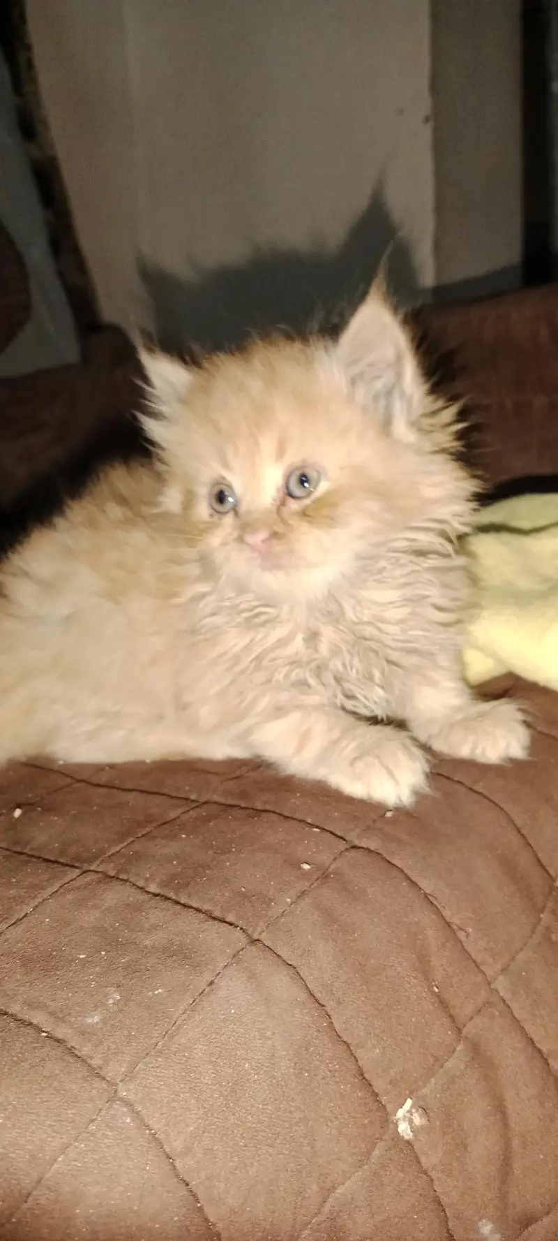 PURE PARSIAN PUNCH FACE 3 KITTEN AVAILABLE — photo 3