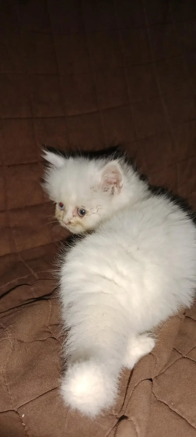 PURE PARSIAN PUNCH FACE 3 KITTEN AVAILABLE — photo 4