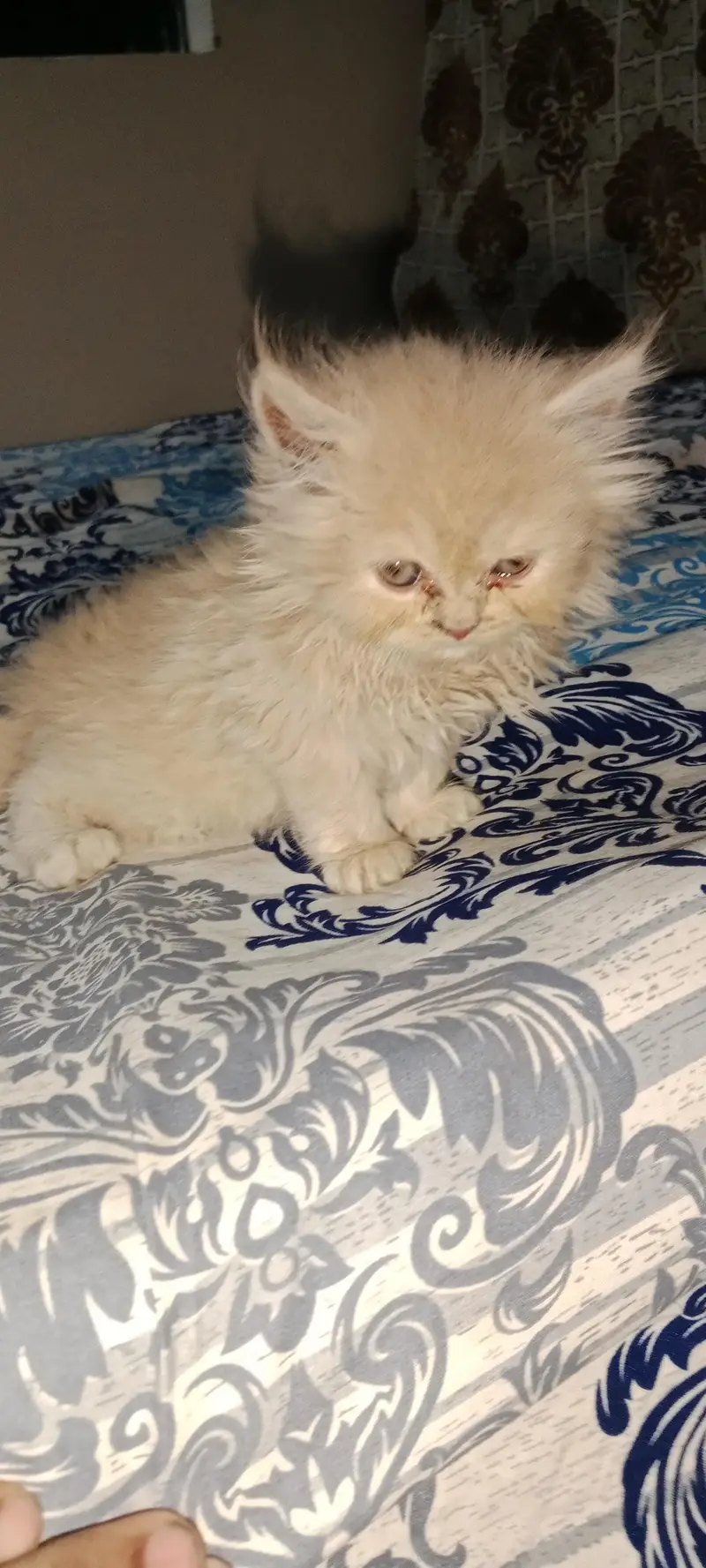 PURE PARSIAN PUNCH FACE 3 KITTEN AVAILABLE — photo 5