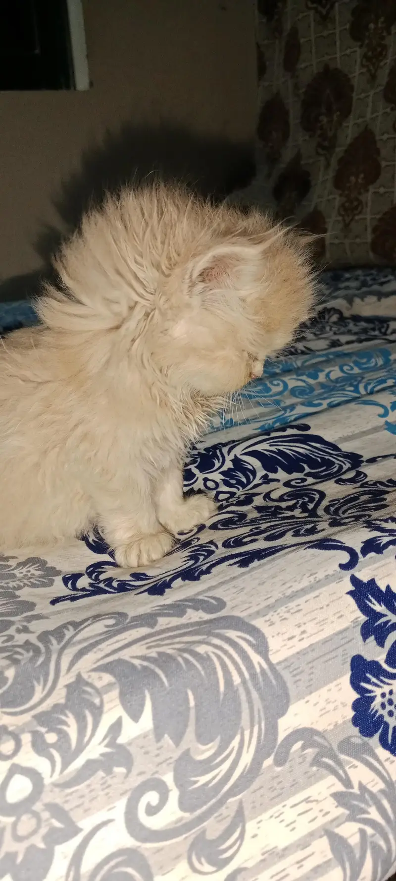 PURE PARSIAN PUNCH FACE 3 KITTEN AVAILABLE — photo 6