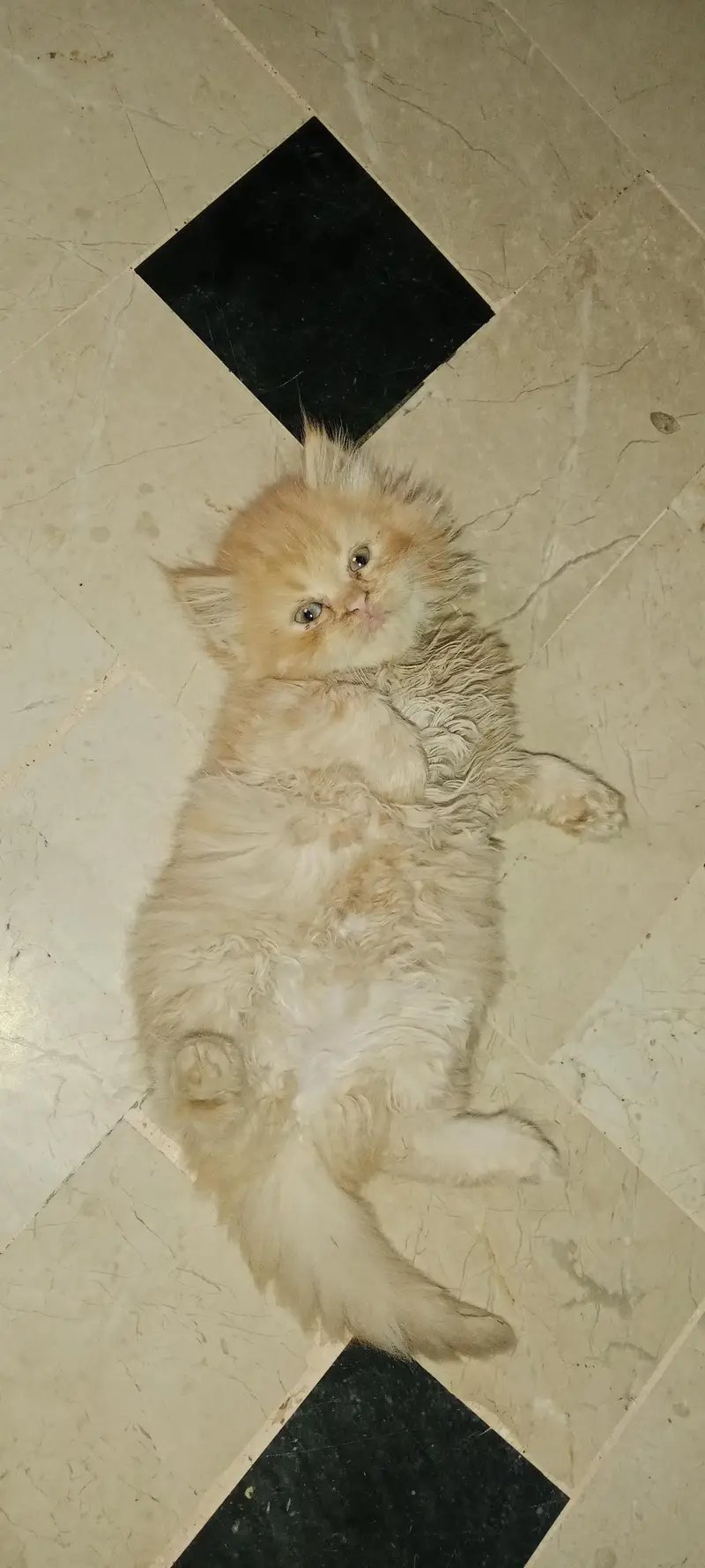 PURE PARSIAN PUNCH FACE 3 KITTEN AVAILABLE — photo 7