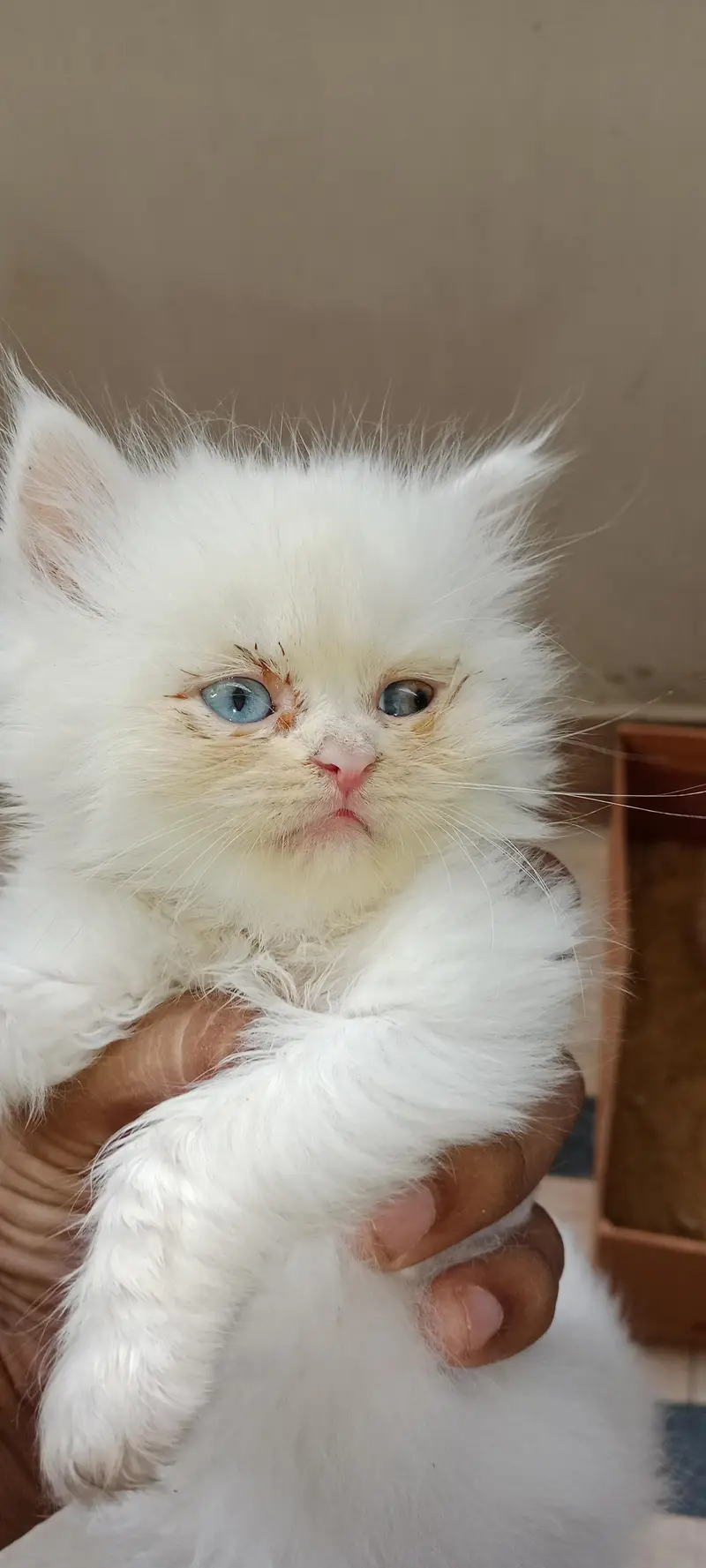 PURE PARSIAN PUNCH FACE 3 KITTEN AVAILABLE — photo 8