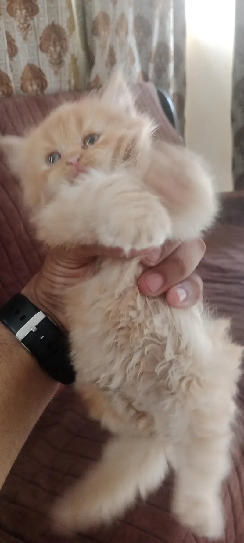 PURE PARSIAN PUNCH FACE 3 KITTEN AVAILABLE — photo 9