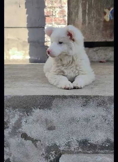 Russian pappi for sale
