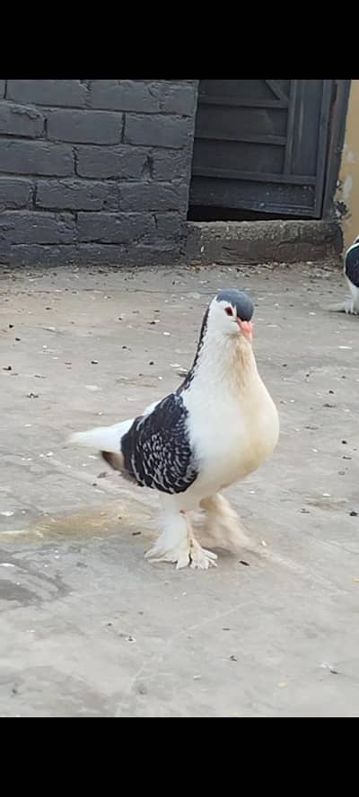 Jerman line Breeder Male