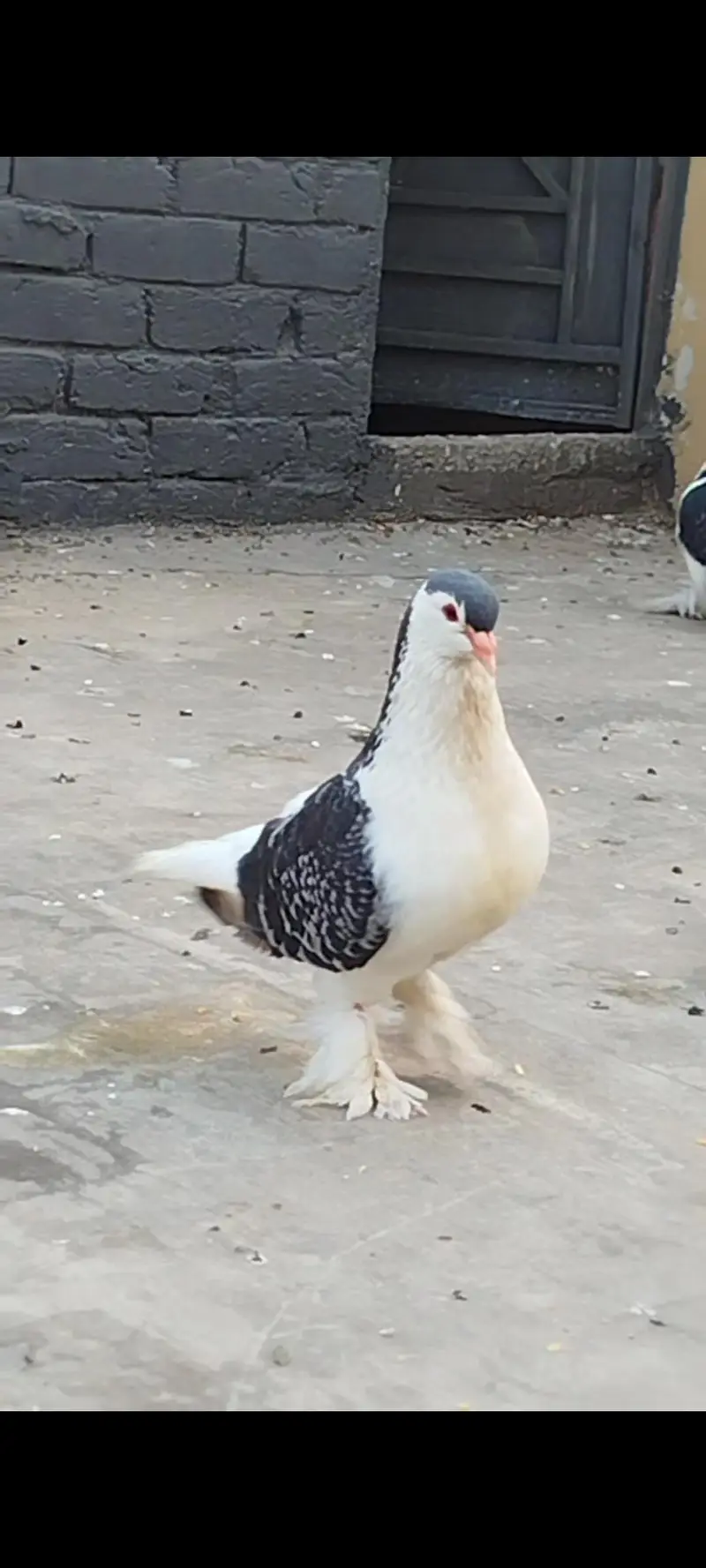 Jerman line Breeder Male