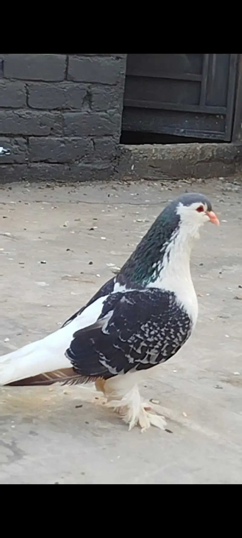 Jerman line Breeder Male — photo 2