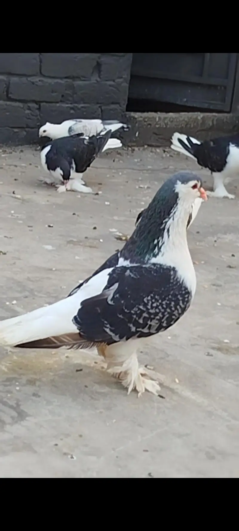 Jerman line Breeder Male — photo 3