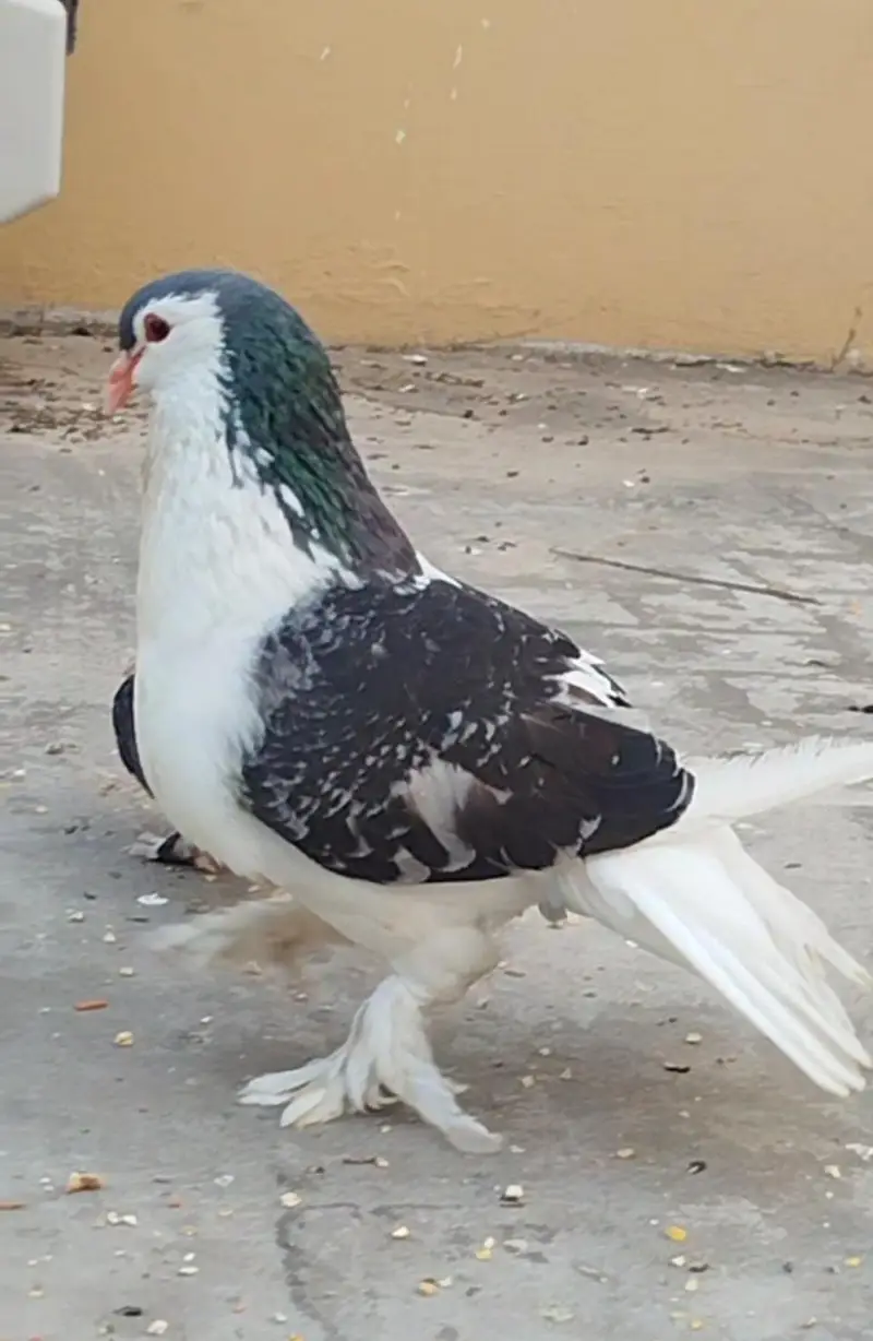Jerman line Breeder Male — photo 4
