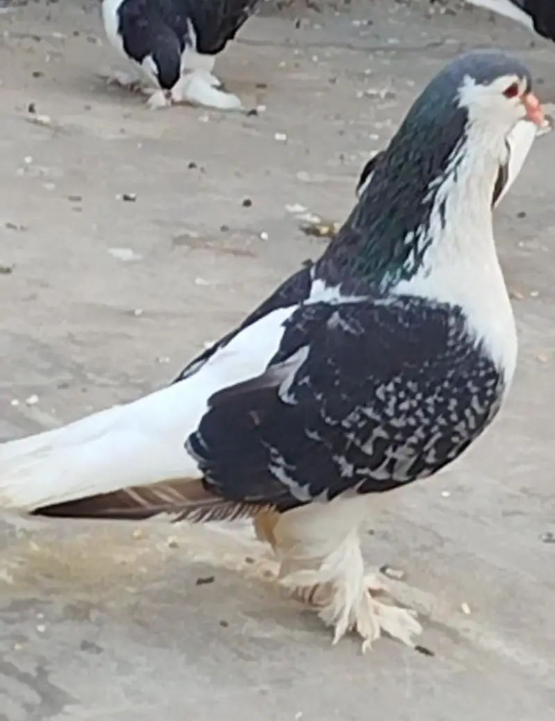 Jerman line Breeder Male — photo 6