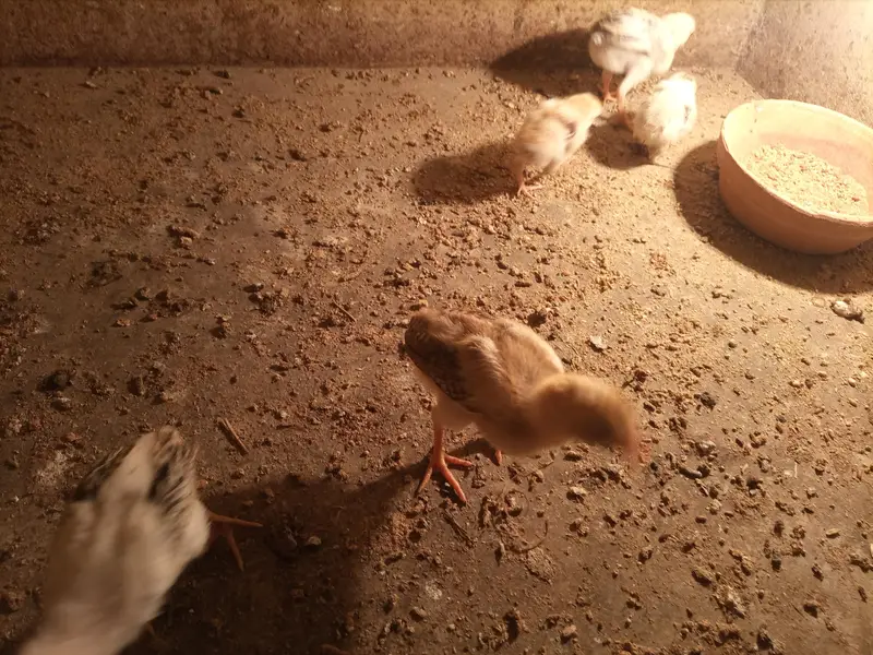 *Aseel  For Sale* — photo 2