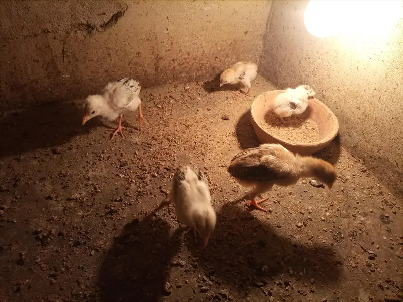 *Aseel  For Sale* — photo 3