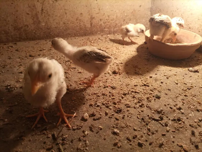 *Aseel  For Sale* — photo 6