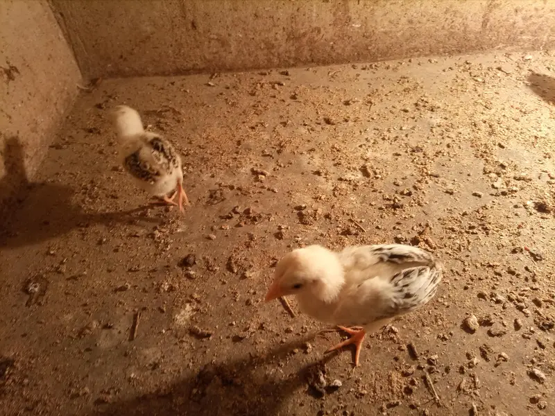 *Aseel  For Sale* — photo 7