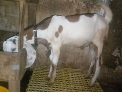 Lailpur Ablak Bakra ( 2.5 Month)   (03116287071)