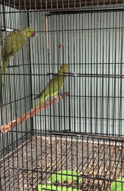 Breeder pair parrots