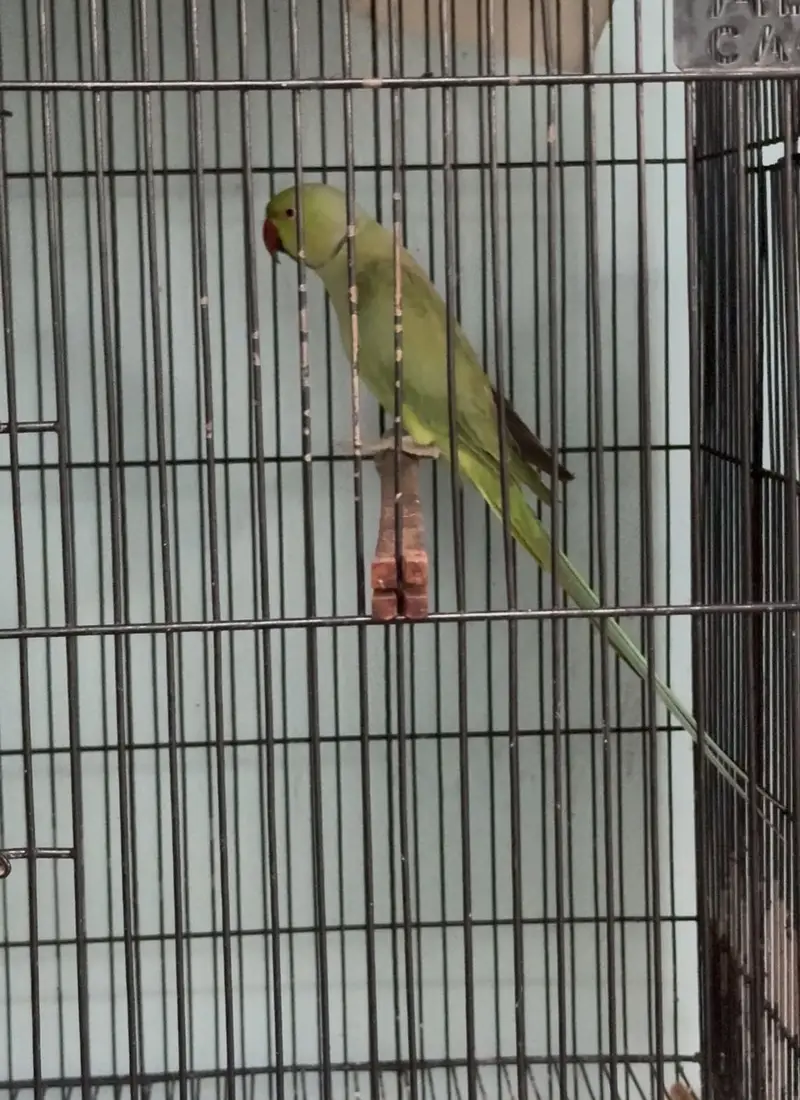 Breeder pair parrots — photo 2