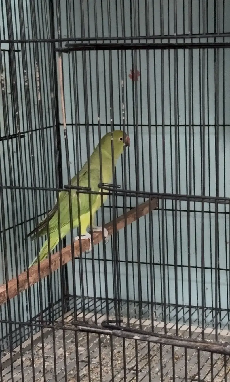 Breeder pair parrots — photo 3