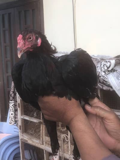 aseel mianwali murga for sale