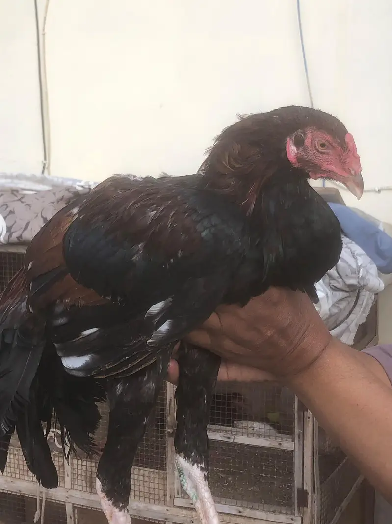 aseel mianwali murga for sale — photo 2