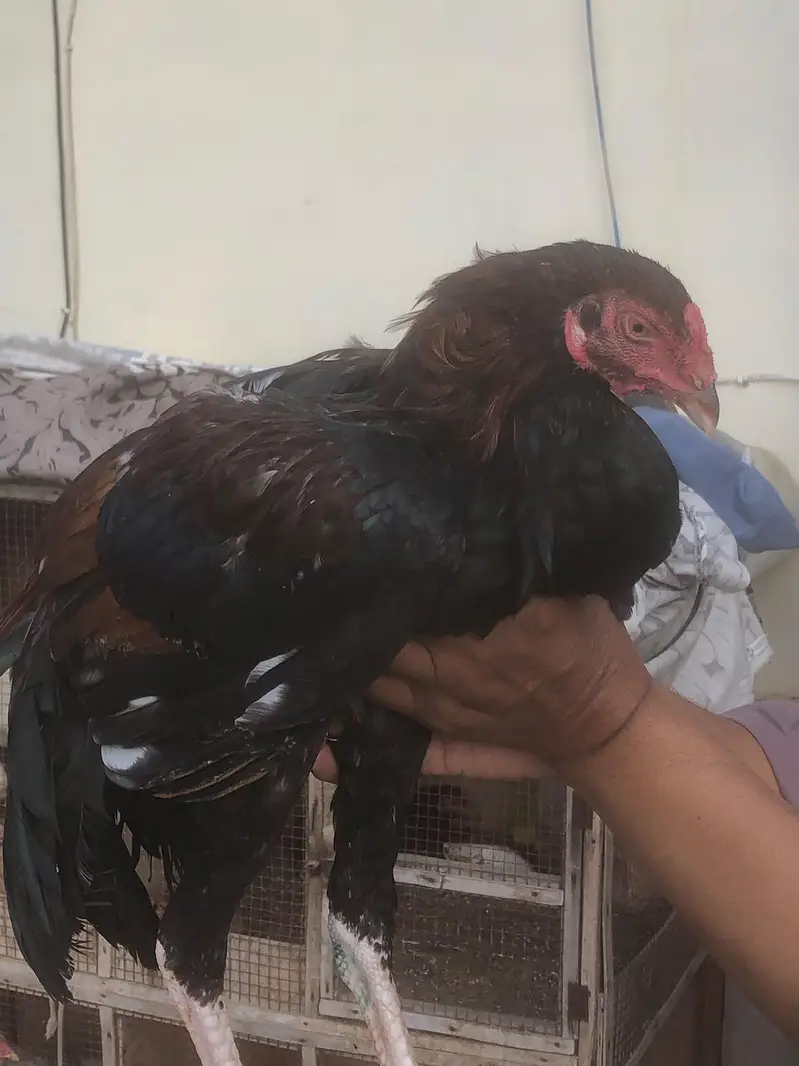 aseel mianwali murga for sale — photo 3