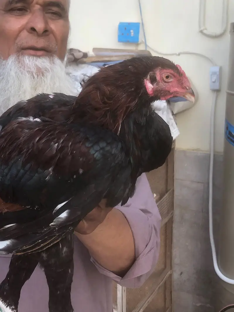 aseel mianwali murga for sale — photo 4